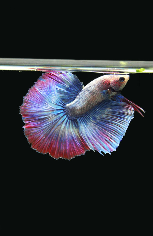 斗魚中國象棋直播間_斗魚中國斗魚_中國斗魚