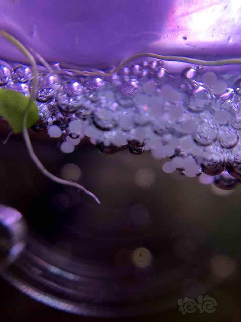 斗魚中國移動隨心看怎么取消_中國斗魚_斗魚中國斗魚