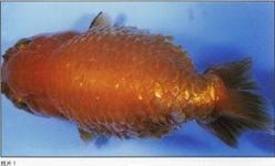 地圖魚常見病_地圖魚疾病圖片說明_地圖魚病有哪些