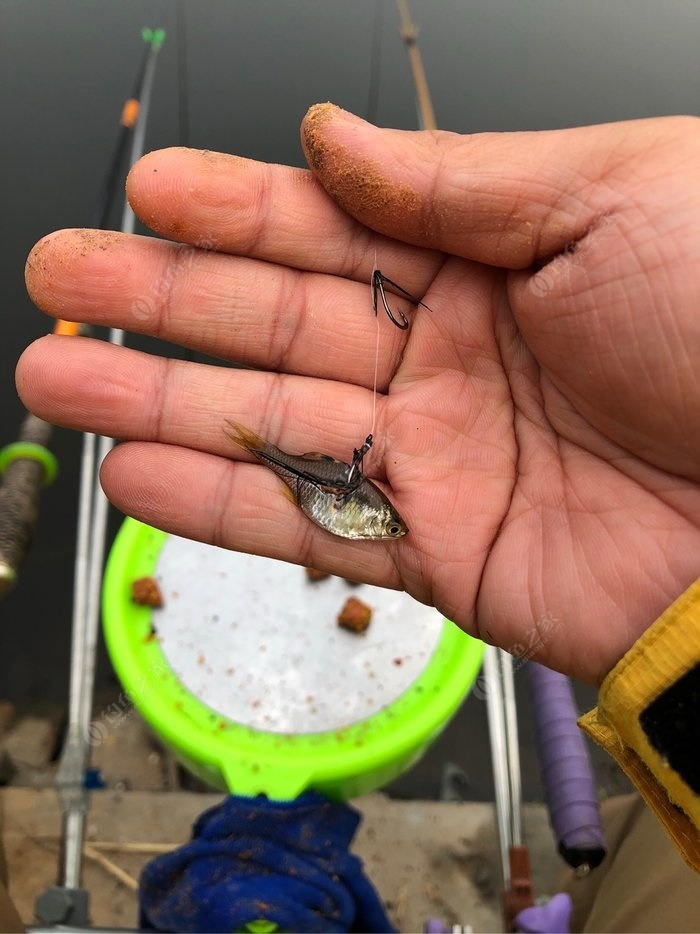 路亞鱖魚的一些要點和方法和注意事項和經驗分享
