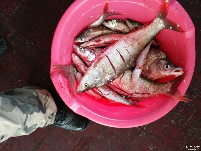 路亞鱖魚_鱖魚路亞桿哪個牌子好_鱖魚路亞竿推薦