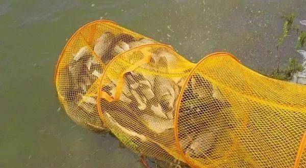 釣魚蚯蚓打窩用什么餌料_釣魚蚯蚓打窩用幾號鉤_蚯蚓釣魚用什么打窩