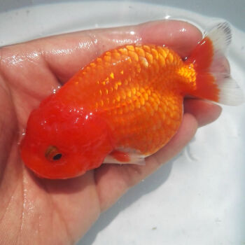 寶石魚的功效與作用_紅寶石魚_寶石魚好吃嗎