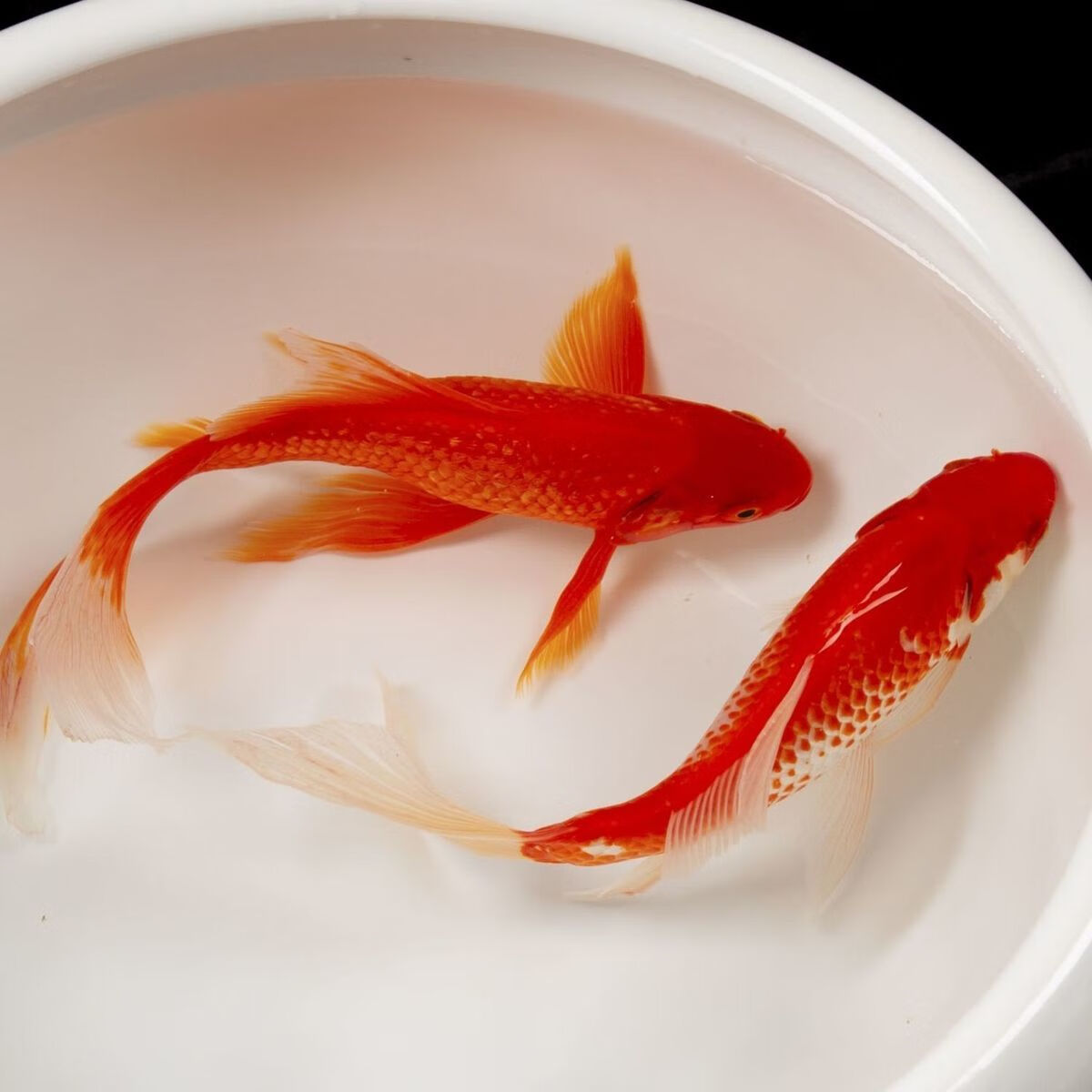 寶石魚好吃嗎_寶石魚的功效與作用_紅寶石魚