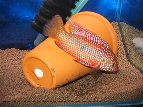 紅寶石魚_紅寶石魚好吃_紅寶石魚吃法