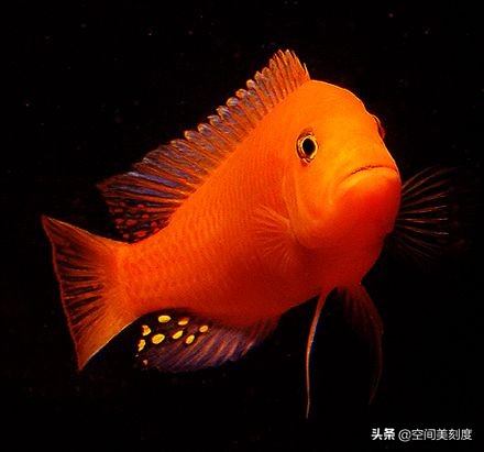 紅寶石魚_紅寶石魚好吃_紅寶石魚吃法