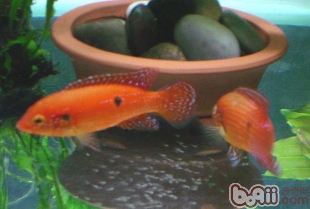 紅寶石魚吃法_紅寶石魚好吃_紅寶石魚