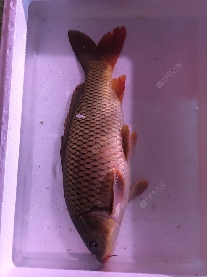 釣魚看漂安卓版游戲試試吧！