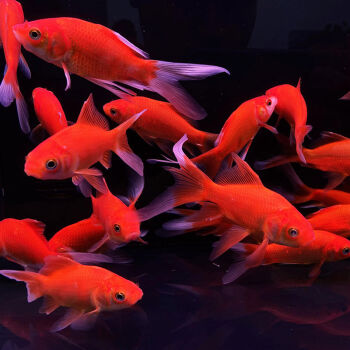 金草魚和錦鯉魚_金魚草金魚錦鯉的區別_草金魚和錦鯉的區別