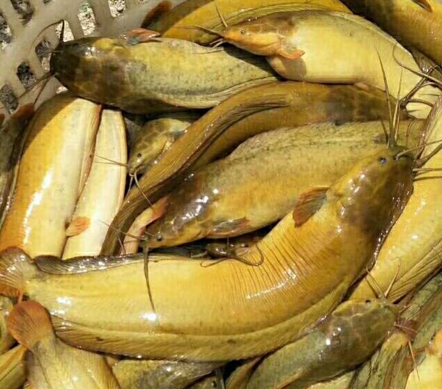 甲魚養殖_養殖甲魚喂什么食物_養殖甲魚的成本及利潤