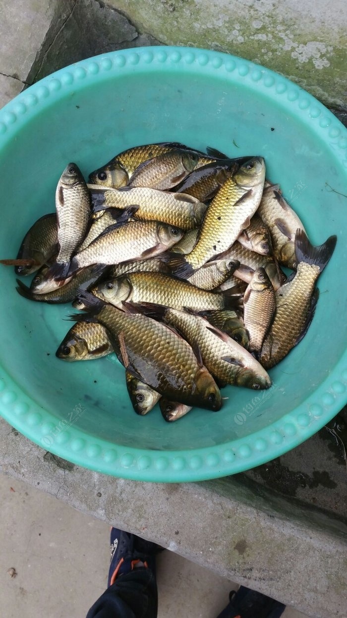 老鬼視頻學釣魚_釣魚視頻老鬼視頻大全_老鬼釣魚視頻