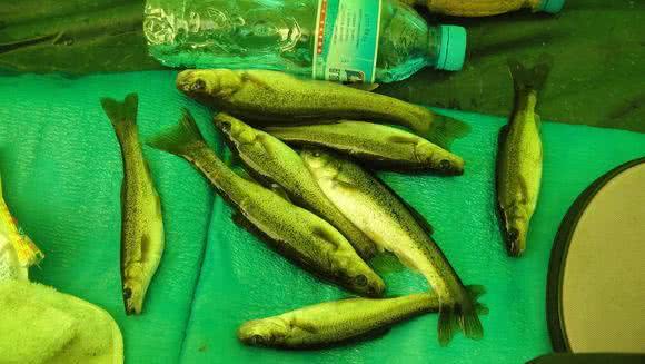 鱸魚多少錢一斤_鱸魚多少錢一斤_鱸魚多少錢一斤