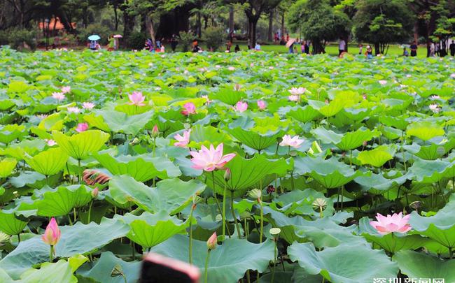 北京順義漢石橋溫地自然保護區素來就有“小白洋淀”