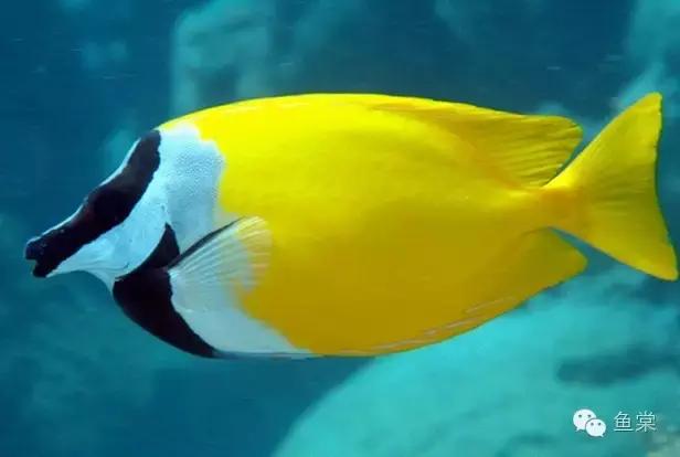 沈陽觀賞魚_沈陽觀賞魚交流群_沈陽觀賞魚漁場