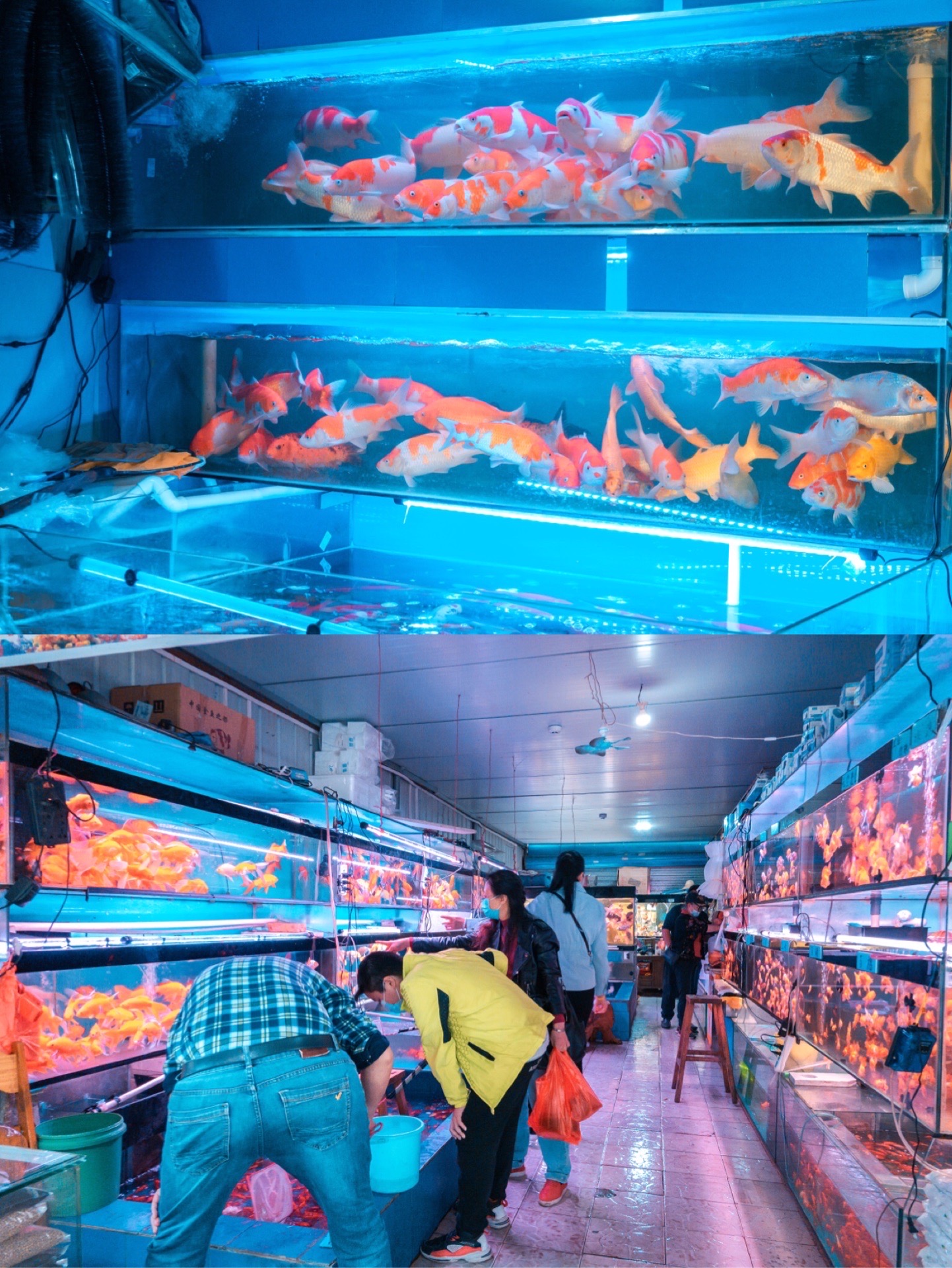 沈陽觀賞魚_沈陽觀賞魚交流群_沈陽觀賞魚漁場