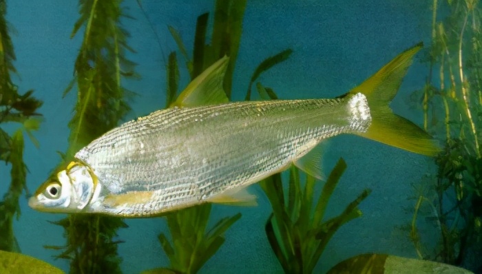 沈陽看魚的地方在哪里_沈陽觀賞魚漁場_沈陽觀賞魚