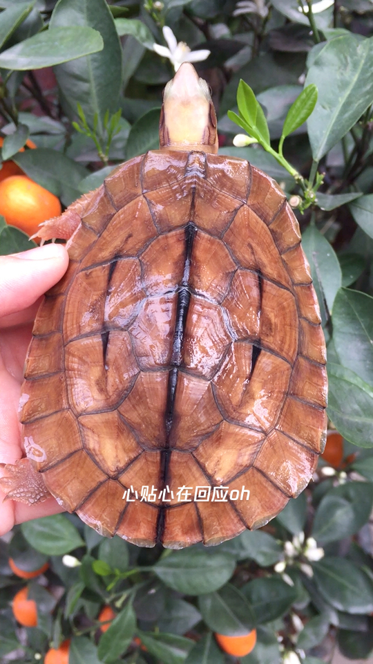 金錢龜是啥意思_金錢金錢龜_金錢龜多少錢一只