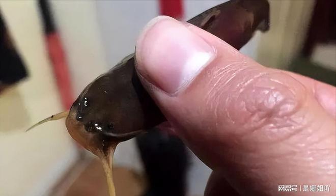 金錢龜多少錢一只_金錢龜金錢龜_金錢金錢龜