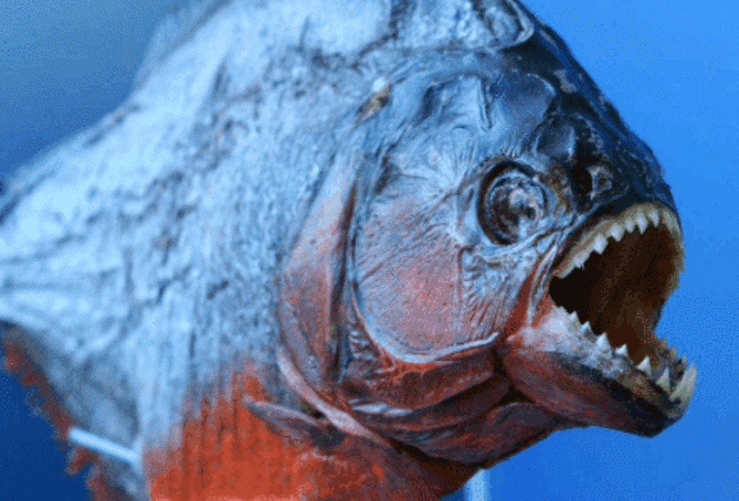人魚怕食東西怎么辦_食人魚怕人怎么辦_食人魚最怕什么東西