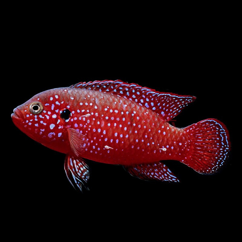 寶石魚好吃嗎_紅寶石魚_寶石魚的功效與作用