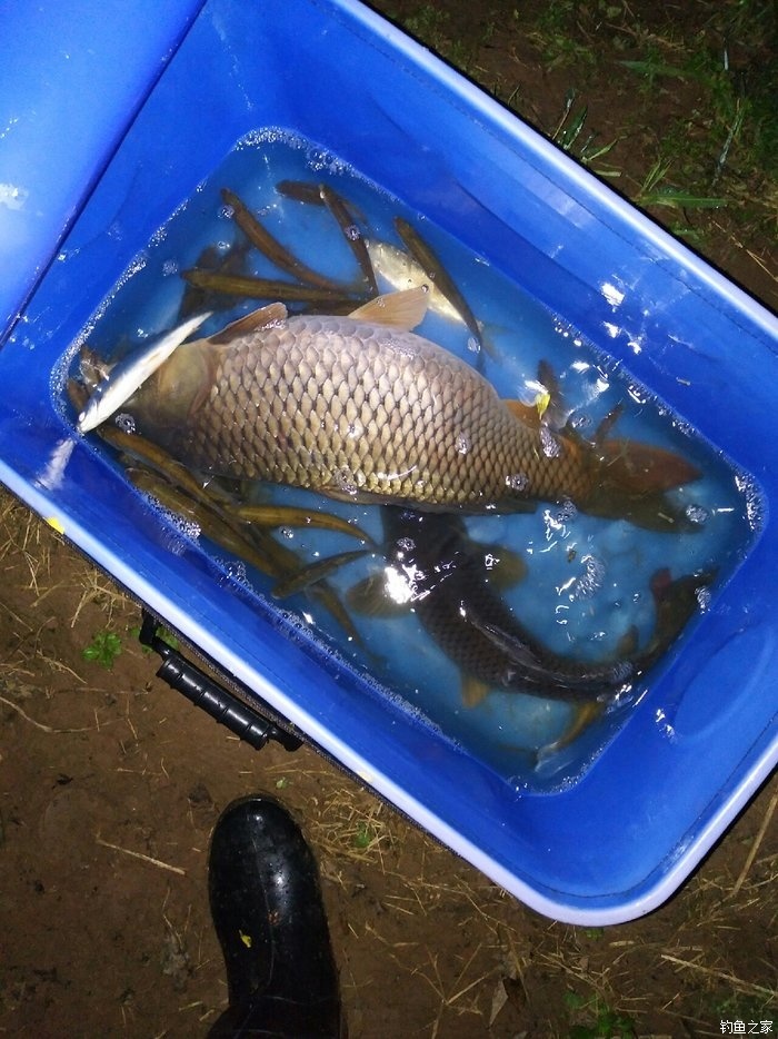 夏季如何夜釣_夏季夜釣技巧_夏季夜釣釣位