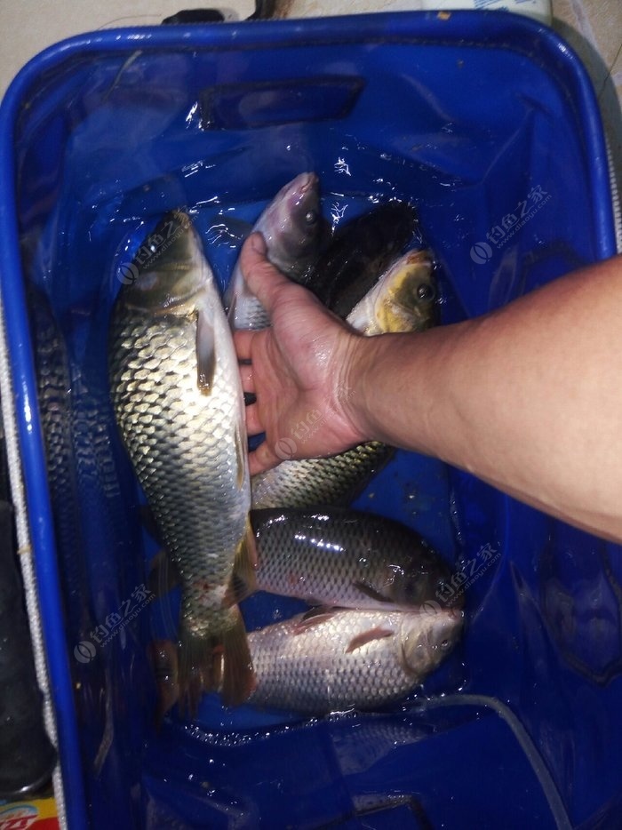夏季如何夜釣_夏季夜釣技巧_夏季夜釣釣位