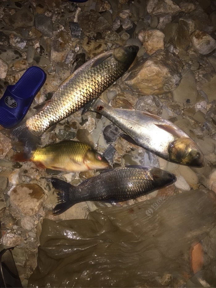 夏季野釣夜釣技巧_夏季夜釣釣位_夏季夜釣技巧