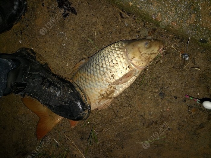 夏季夜釣技巧_夏季夜釣釣位_夏季野釣夜釣技巧