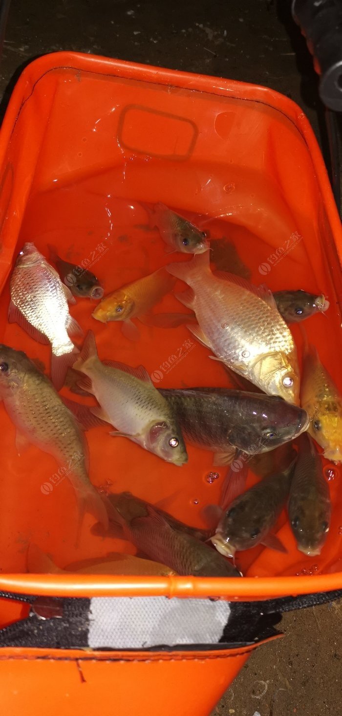 夏季夜釣技巧_夏季如何夜釣_夏季野釣夜釣技巧
