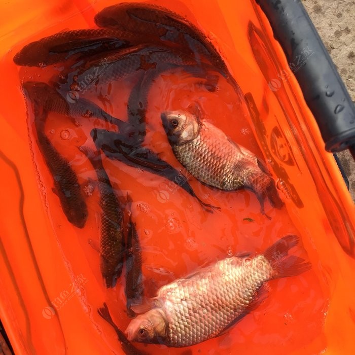 夏季野釣夜釣技巧_夏季夜釣技巧_夏季如何夜釣