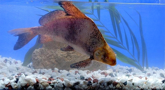 紅寶石魚吃法_紅寶石魚_寶石魚好吃嗎