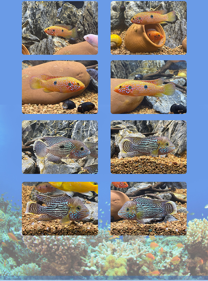 寶石魚好吃嗎_紅寶石魚吃法_紅寶石魚