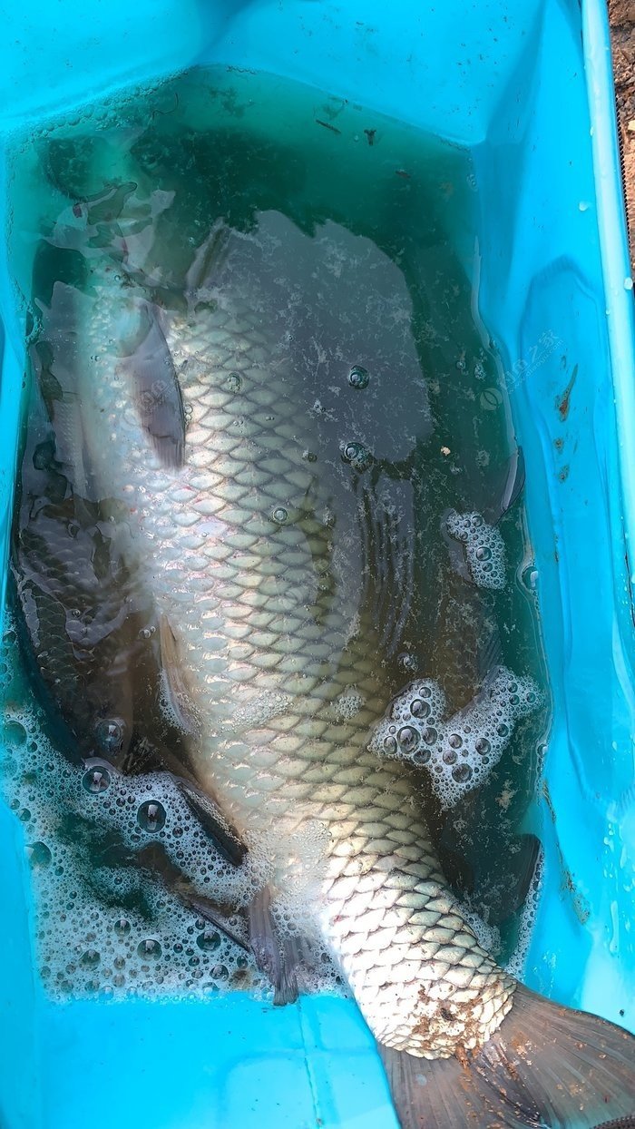 春天釣魚方法_春天釣魚技巧_春天釣魚口訣