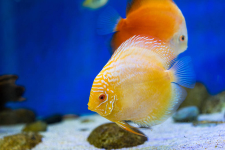 熱帶魚養殖_養殖熱帶魚取暖的方法_養殖熱帶魚需要注意哪些事項