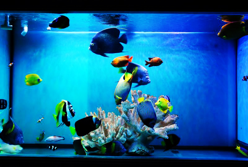 養殖熱帶魚需要注意哪些事項_養殖熱帶魚取暖的方法_熱帶魚養殖