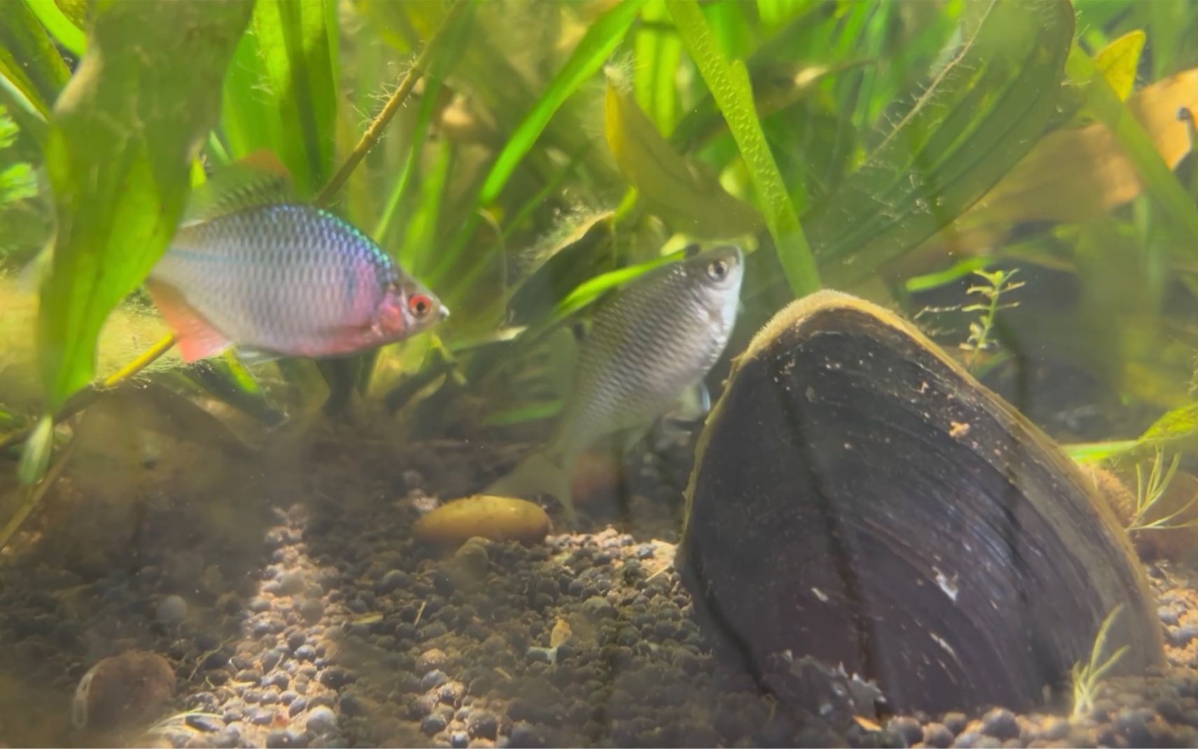 養殖河蚌一畝地能產多少斤_河蚌養殖_養殖河蚌的珍珠多少錢