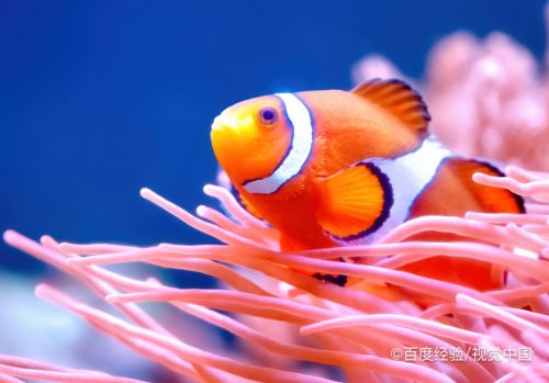 養殖熱帶魚取暖的方法_養殖熱帶魚掙錢嗎_熱帶魚養殖