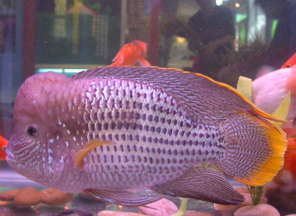 養殖熱帶魚掙錢嗎_養殖熱帶魚取暖的方法_熱帶魚養殖