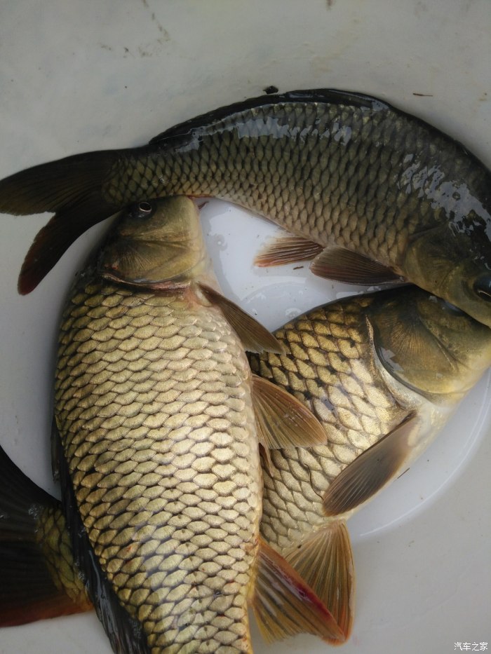 釣鯉魚秋天用什么味型_釣鯉魚秋天_秋釣鯉魚