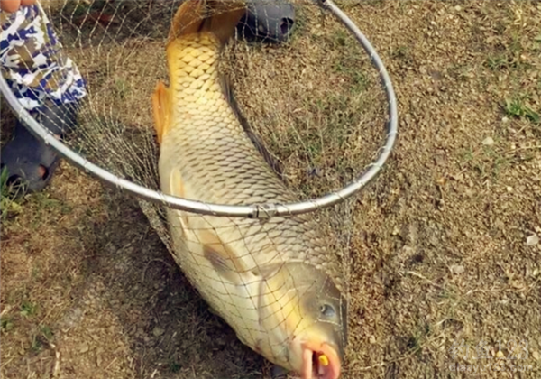 秋釣鯉魚_釣鯉魚秋天用什么味型_釣鯉魚秋天
