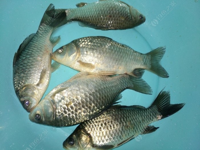 廣州釣魚_釣魚廣州話怎么說_釣魚廣州話