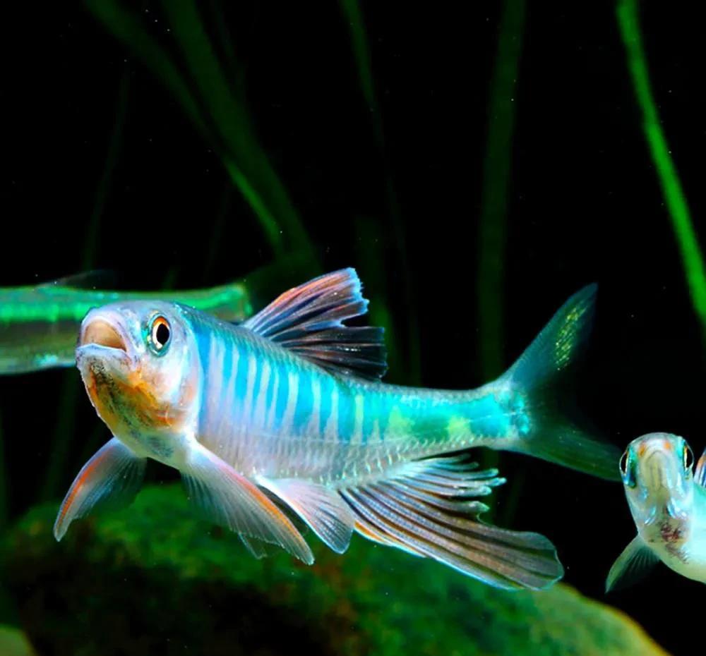 釣魚廣州話怎么說_廣州釣魚_釣魚廣州話