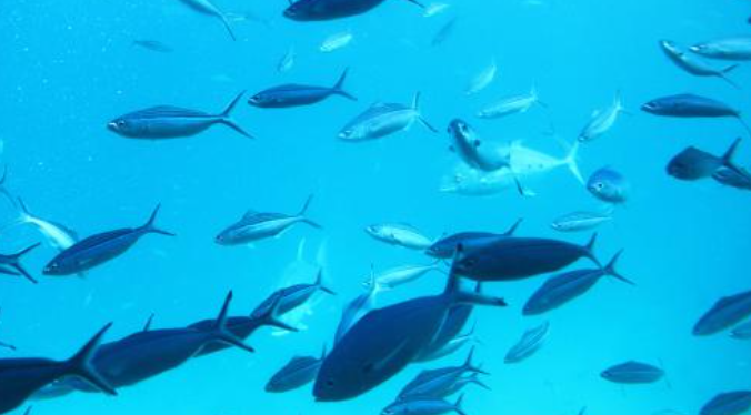 沈陽市小津橋花鳥魚蟲市場、沈陽小河沿花鳥魚市場
