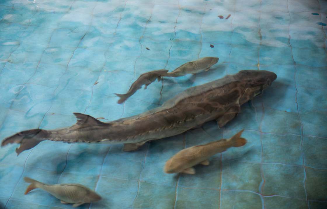 東洋刀魚圖片_東洋刀魚可以吃嗎_東洋刀魚