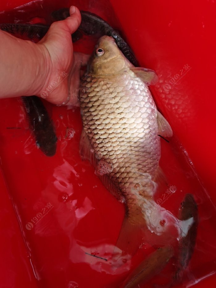釣鯉魚多大線組合適_釣鯉魚多長最佳線子為合適_釣鯉魚子線多長為最佳