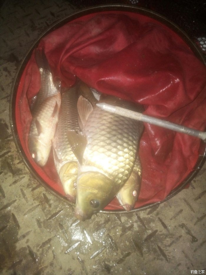 釣鯉魚多長最佳線子為合適_釣鯉魚子線多長為最佳_釣鯉魚多大線組合適