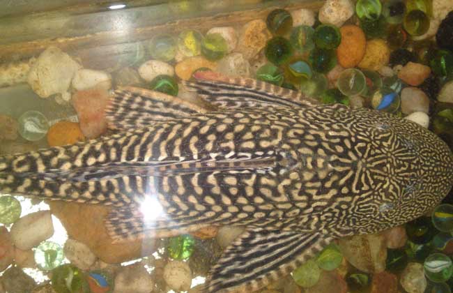 清道夫是什么_清道夫是哪個國家的魚_清道夫是外來入侵物種嗎