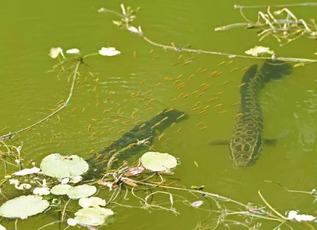 新疆大頭魚_新疆大頭魚照片_新疆大頭魚是國家幾級保護動物