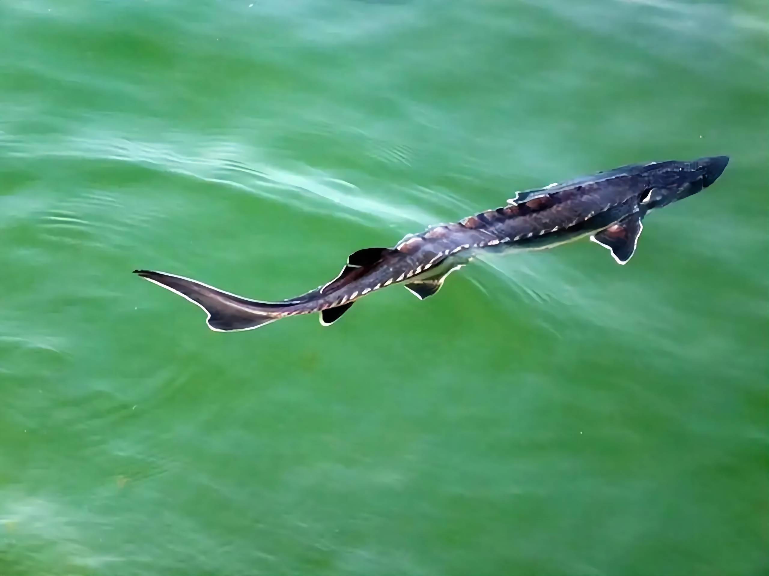 新疆大頭魚_新疆大頭魚照片_新疆大頭魚是國家幾級保護動物