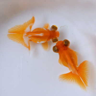 新疆大頭魚是國家幾級保護動物_新疆大頭魚圖片高清_新疆大頭魚